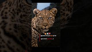 सूरज ढलता है डूबता नही 🤟🤟🤟#motivation status video 👿👿👿 #mafia #whatsapp #attitude video #viralvideo