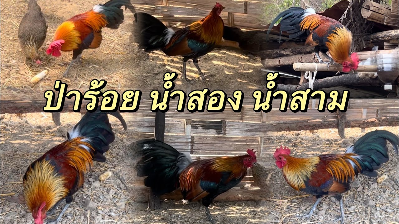 ร่วมคลิปไก่ต่อ ไก่ป่าและลูกประสมทั้งหมด