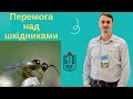 Захист від шкідників в теплиці. Біологічний захист рослин. Як перемогти тріпса, кліща, білокрилку...