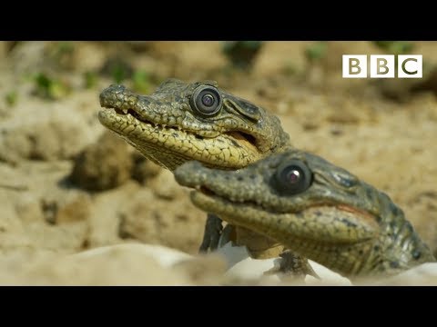 Sneaky croc camera captures incredible footage | Spy in the Wild - BBC