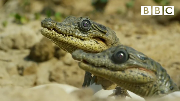 Sneaky croc camera captures incredible footage | Spy in the Wild - BBC - DayDayNews