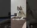 飼い主とハスキーの日常会話を隠し撮りしてみた