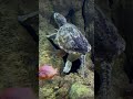 Turtles #travelingwithtinkerbell #contentcreator #bassproshop #turles #fish