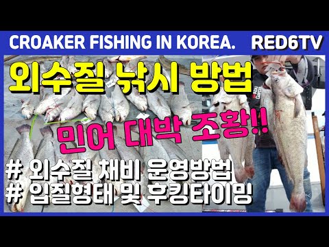 외수질낚시 - (민어,농어,<strong>광어</strong>)외수질 낚시방법 (<strong>채비</strong> 운영법, 입질형태 및 후킹 타이밍)