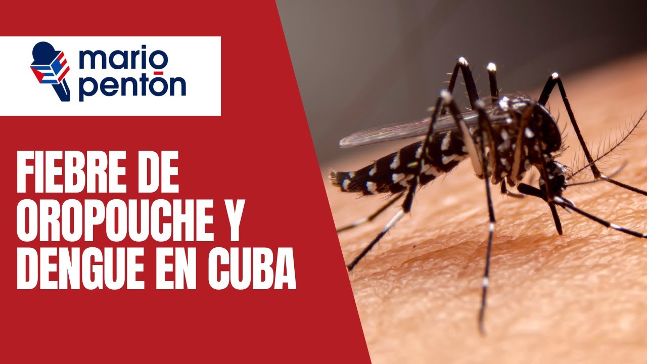 Dengue y Oropouche en Cuba: lo que debes saber - YouTube