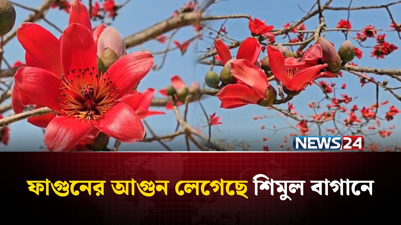 ফাগুনের আগুনরাঙা রঙে সেজেছে বাংলাদেশের সবচেয়ে বড় শিমুল বাগান | NEWS24 Special