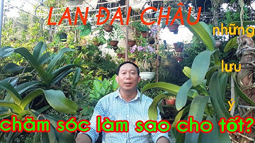 LAN ĐAI CHÂU - NHỮNG LƯU Ý  CHĂM SÓC LÀM SAO CHO TỐT?