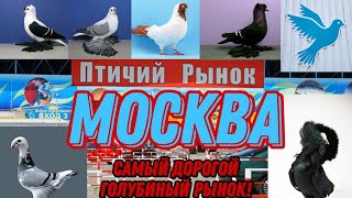 Птичий рынок, город Москва садовод. Самый дорогой голубиный рынок. Глазами Узбекистанца.Видео обзор# - Видео от ГОЛУБИ УЗБЕКИСТАНА