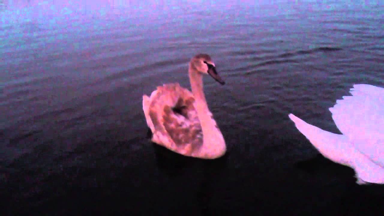 Kis hattyú etetés! :)