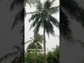 [MTT] Bài học cây dừa vững chãi trong mưa gió