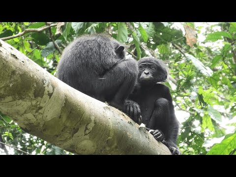 Video: Skillnaden Mellan Schimpanser Och Bonobos
