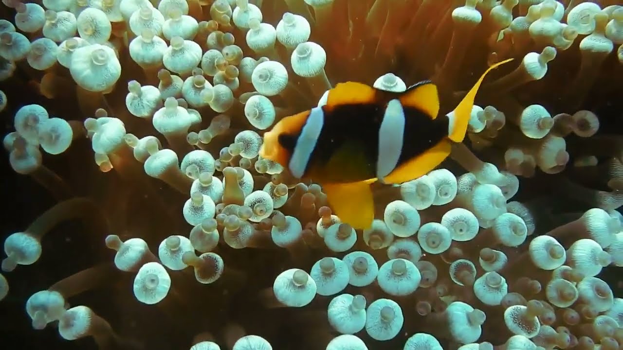 Latin music medley - Jane Saunders  - Stars Appeal Live