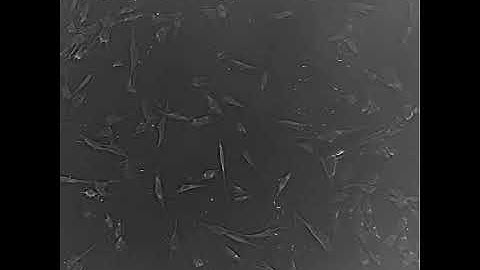 Migration of MSC in 2 D Cell Culture