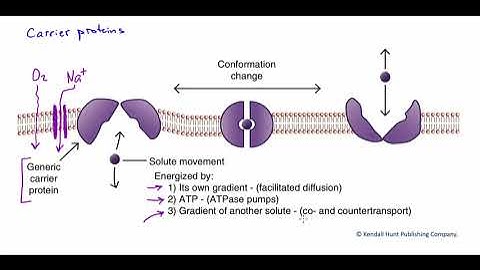 Figure 3.13.  Carrier proteins