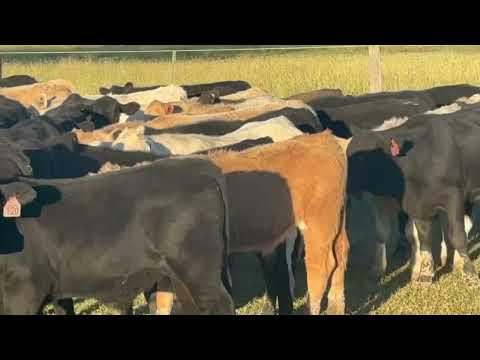 FOR SALE: LOT 1 – 134 Angus Cross Steers. WILL SELL IN DECK LOTS (44 HEAD)