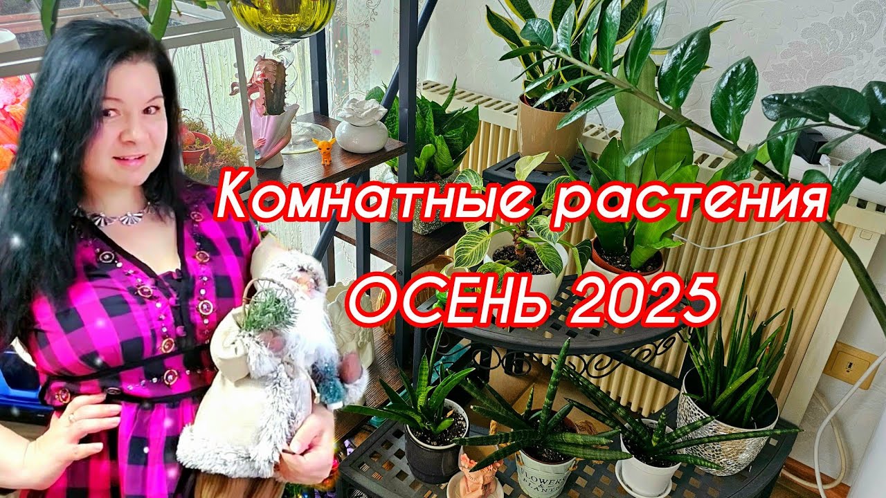 Комнатные растения ОБЗОР В конце осени 2025#plants #top #flowers #garden #топ #