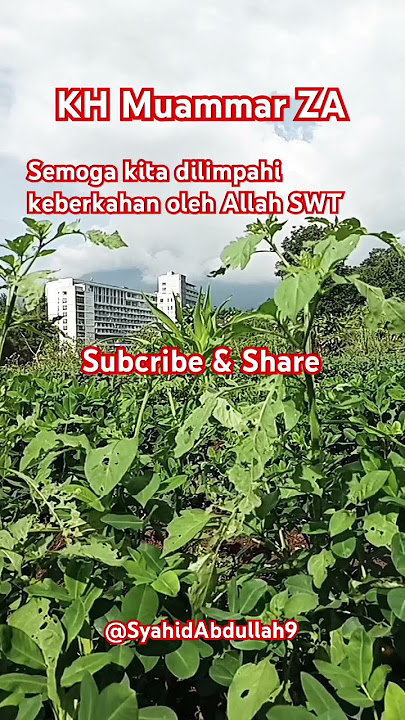 Tilawatil Qur'an KH Muammar ZA #like #nature #reels #video #shortvideo #kh_muammar_za #qori #fyp