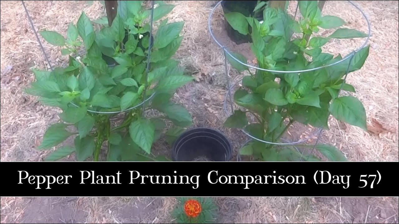 pruning pepper plants download free pruning pepper plants download free