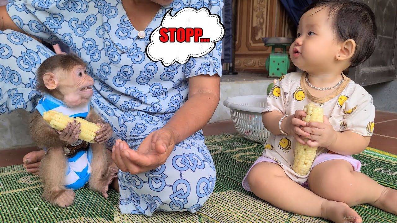 Baby Monkey David conflicts with baby while eating corn