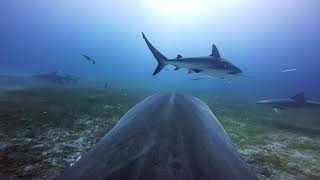 TIGER SHARK - SHARKFINCAM - ANDY BRANDY CASAGRANDE IV - ABC4EXPLORE by Andy Brandy Casagrande IV 9,869 views 5 years ago 30 seconds