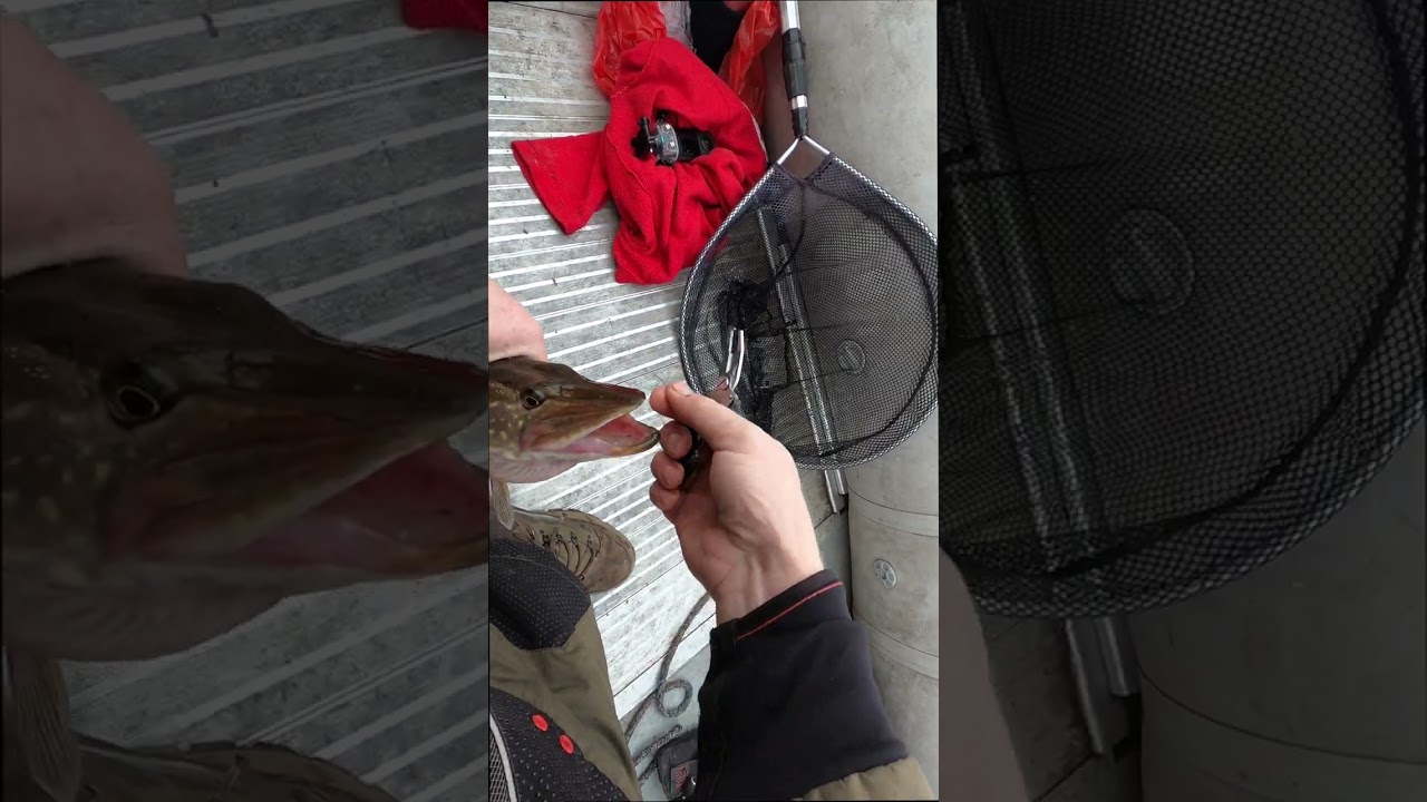 Lydeka su keitech guma