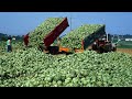 Передовые сельхозтехнологии Китая