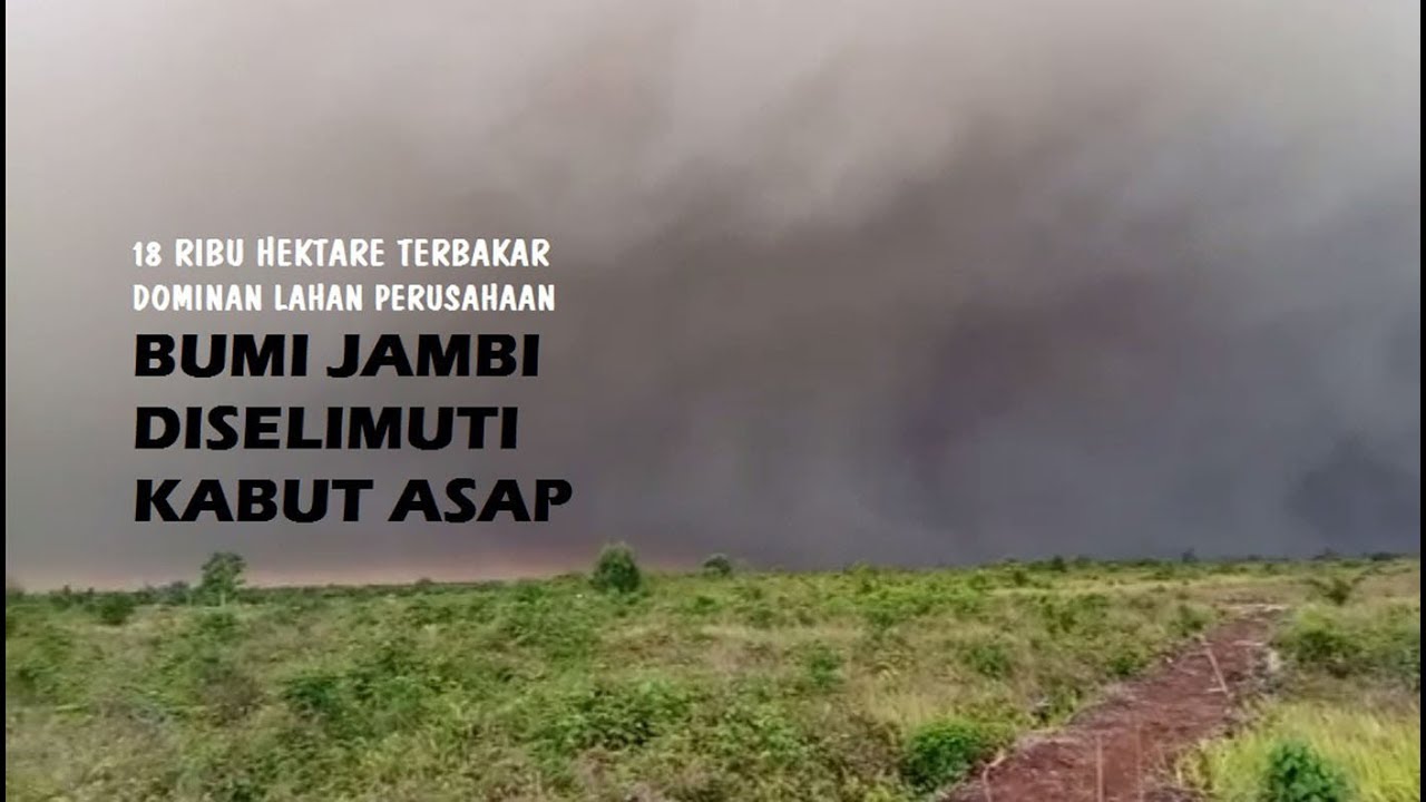 Jambi Diselimuti Kabut Asap Tebal, Data KKI Warsi Sudah 18 Ribu Ha Lahan Terbakar