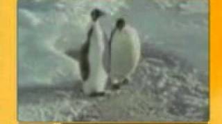pinguin.mpeg