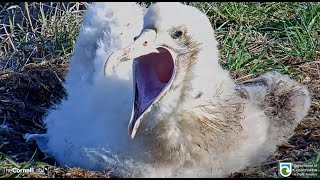 Royal Albatross My What A Big Mouth You Have Big Yawn, Stretching & Preening For Cute Qt 4.14.22
