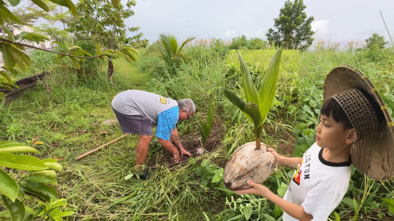 TANAM TAMPANG KELAPA//TERIMA KIRIMAN RAMBUTAN TANPA BIJI DARI SIBU