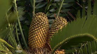 Drevnim Biljkama Prijeti Izumiranje