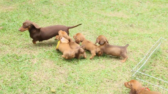 Filhotes de cachorros fofos e engraçados🤣😍😂, By Natureza Animal