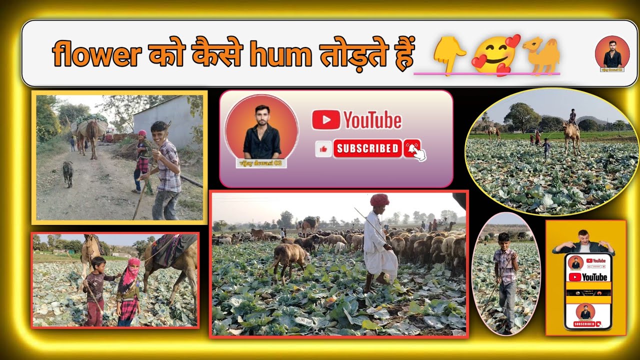 Hum कैसे तोड़ ते He फ्लावर को इसी वीडियो में देखने को मिलेगा।@vijaydewasi02 #life #viralvideo 