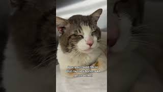 This is Boris. Boris is pretty sad because he's been living a rough life on the streets