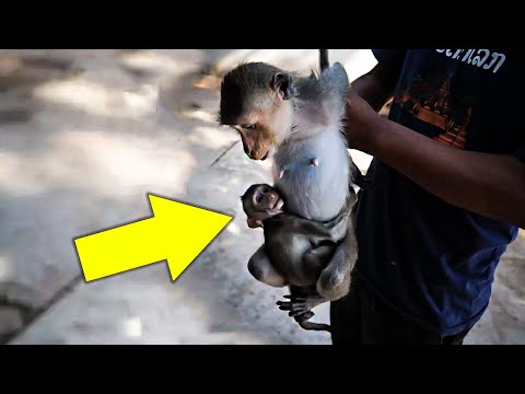 Video: Chain-tailed monkey: description, species, habitat