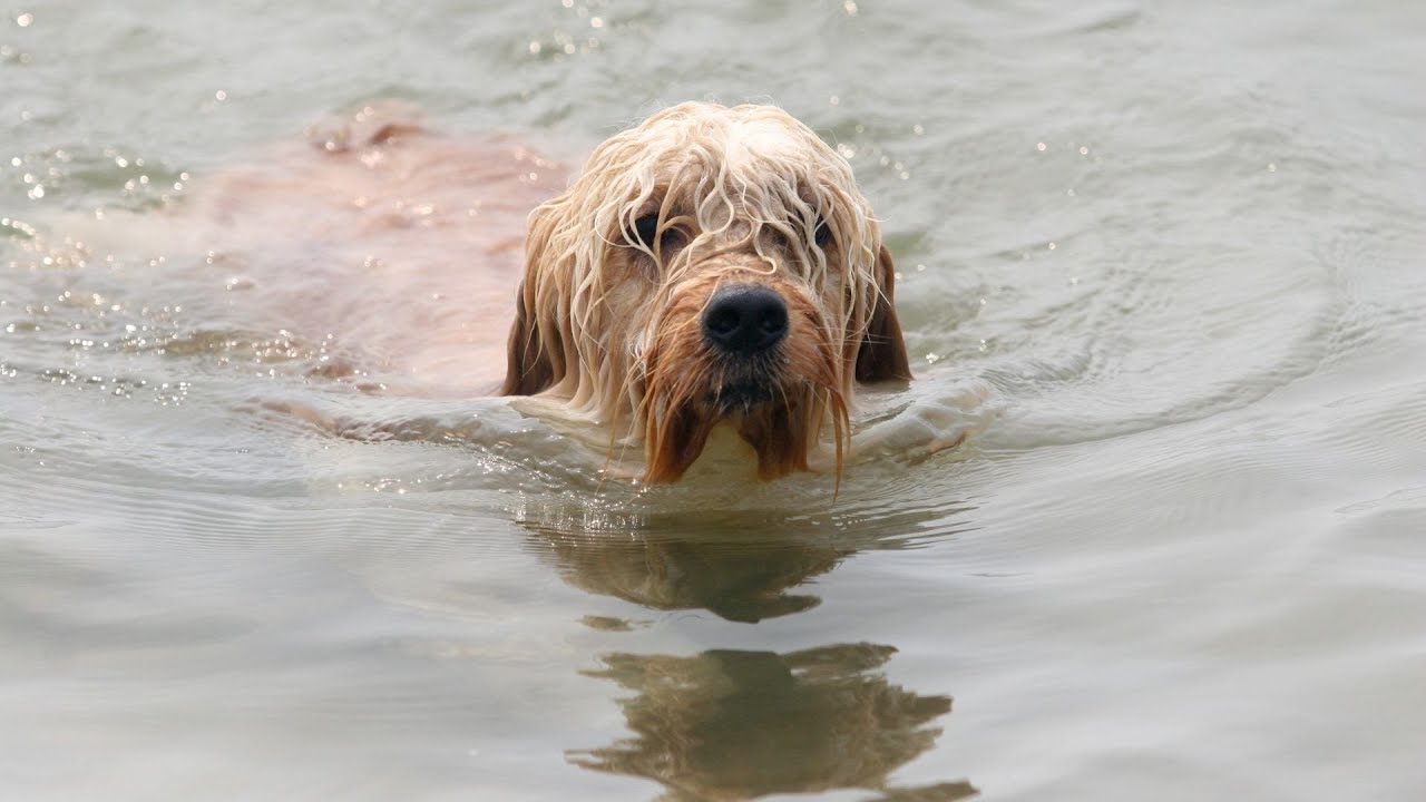 Finding the Perfect Companion Compatible Dog Breeds for Cocker Spaniels