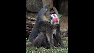 Devil Monkeys..