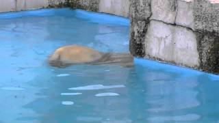ぷかぷか浮かぶホッキョクグマ~Polar Bear that floats