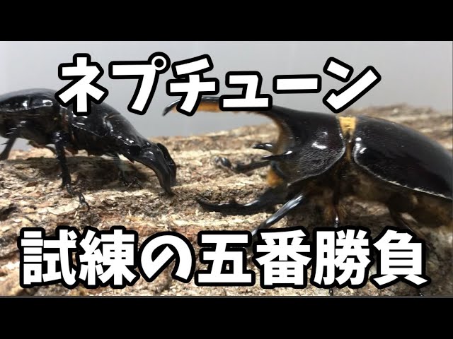 Neptune Beetle: The Gauntlet of Five Challenges - YouTube