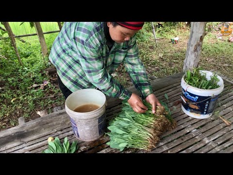 Have you seen this vegetable in your country? | rural life | isaan thai food