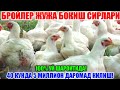 БРОЙЛЕР ЖУЖА БОКИШ 100% МАЛУМОТ /// УЙ ШАРОИТИДА 5 МИЛЛИОН ДАРОМАД ТОПИШ /// ДУМБОК ЖУЖА БОКИШ