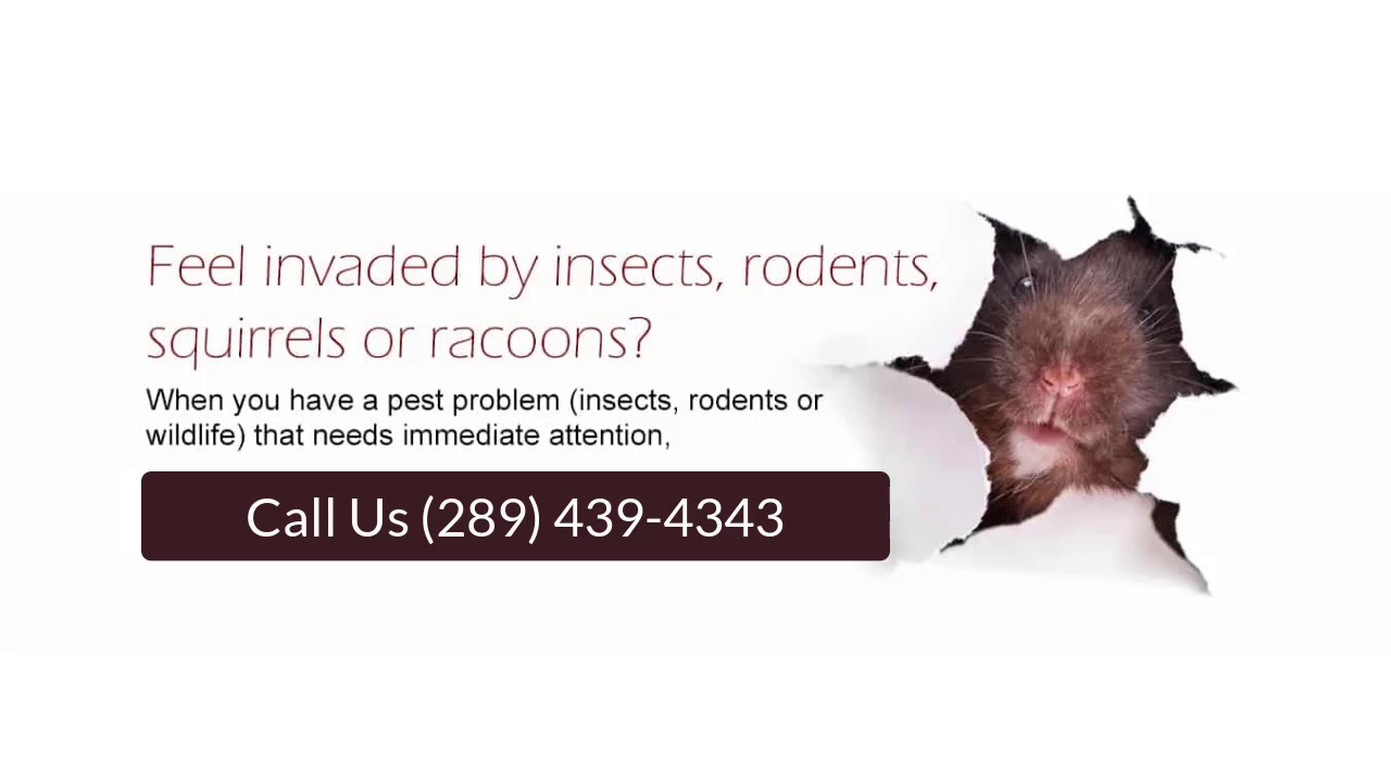 PPC   Pest Control Services