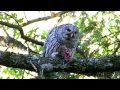 Barred Owl - A Rat's Worst Nightmare