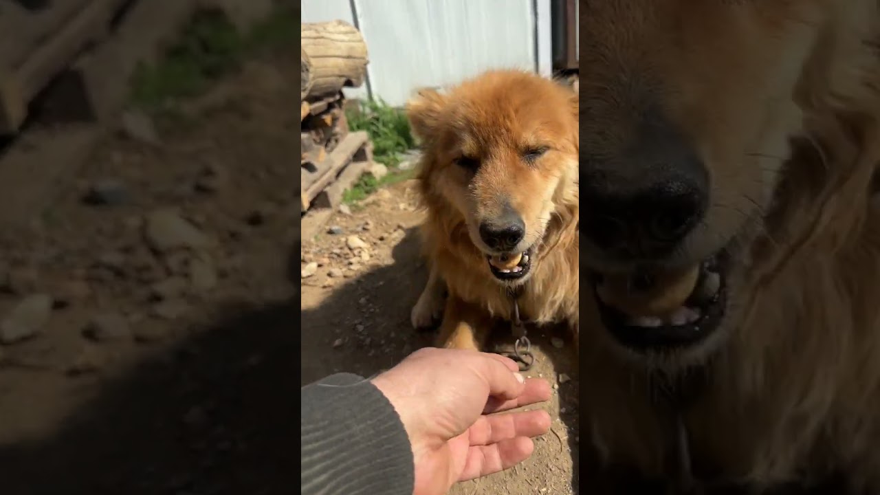 Самый главный охранник 😁