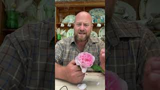 Personal growing review of English shrub Rose ‘scepter’d isle’ from @david_austin_roses #gardenerben