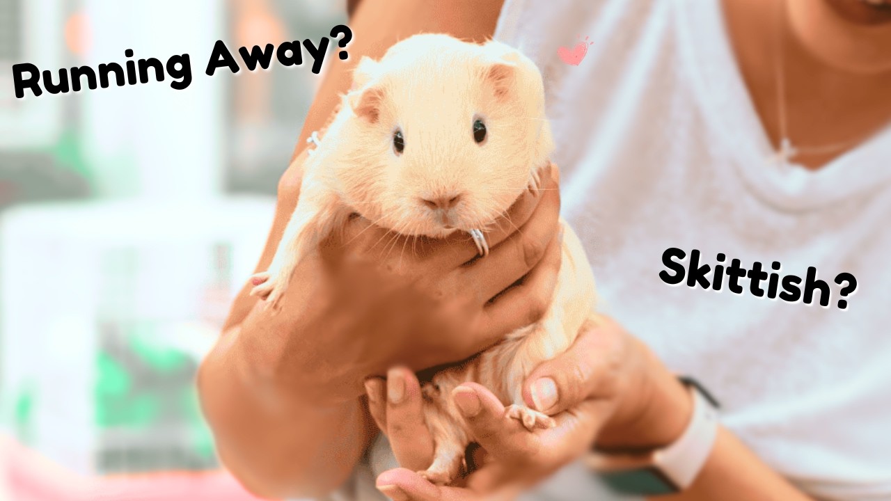 How to Pick Up a Guinea Pig that Runs Away (with Tips & Tricks)