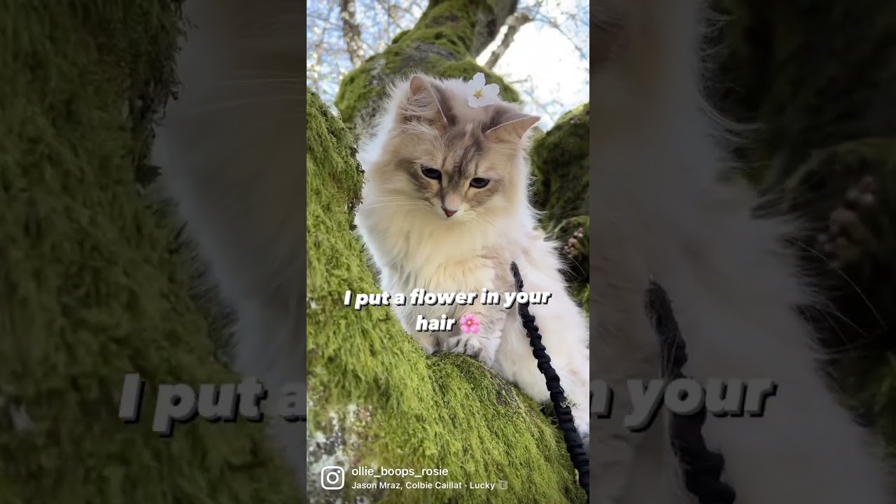 Rosie Blossoms 🌸 | UW Seattle Cherry Blossoms! 