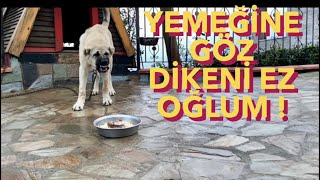 ALCAPONE ZİYAFETLERDE GÖZÜNÜ AÇTI ..!