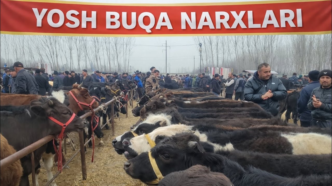 Andijon choja bozori yosh buqachalar qatori 