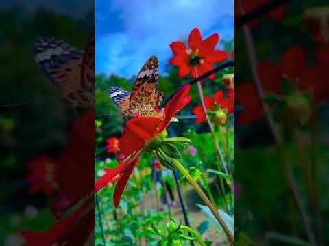 ROZAVIN Вдалині за селом Official Audio